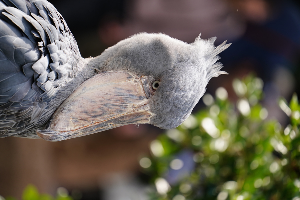鲸头鹳呆毛大喙特写 - kazumaw - 图虫