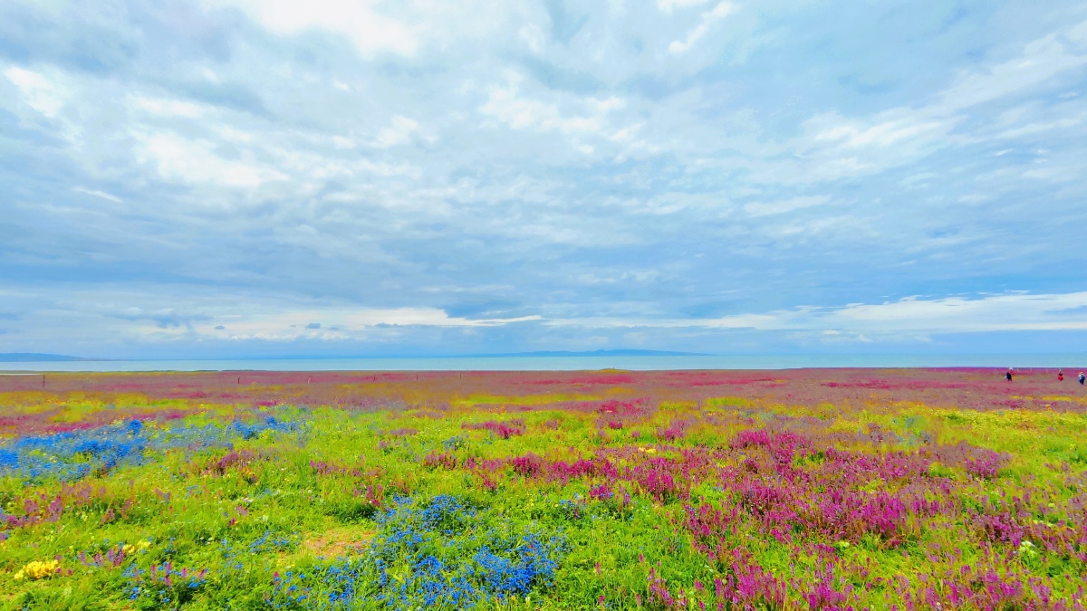 湖边花海青海湖