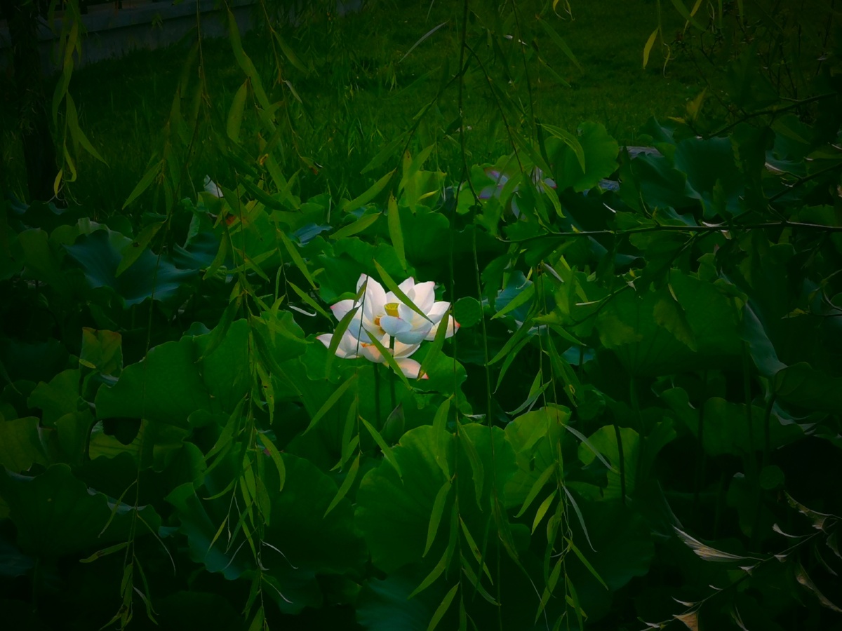 荷花池一朵白荷花 - 因洇