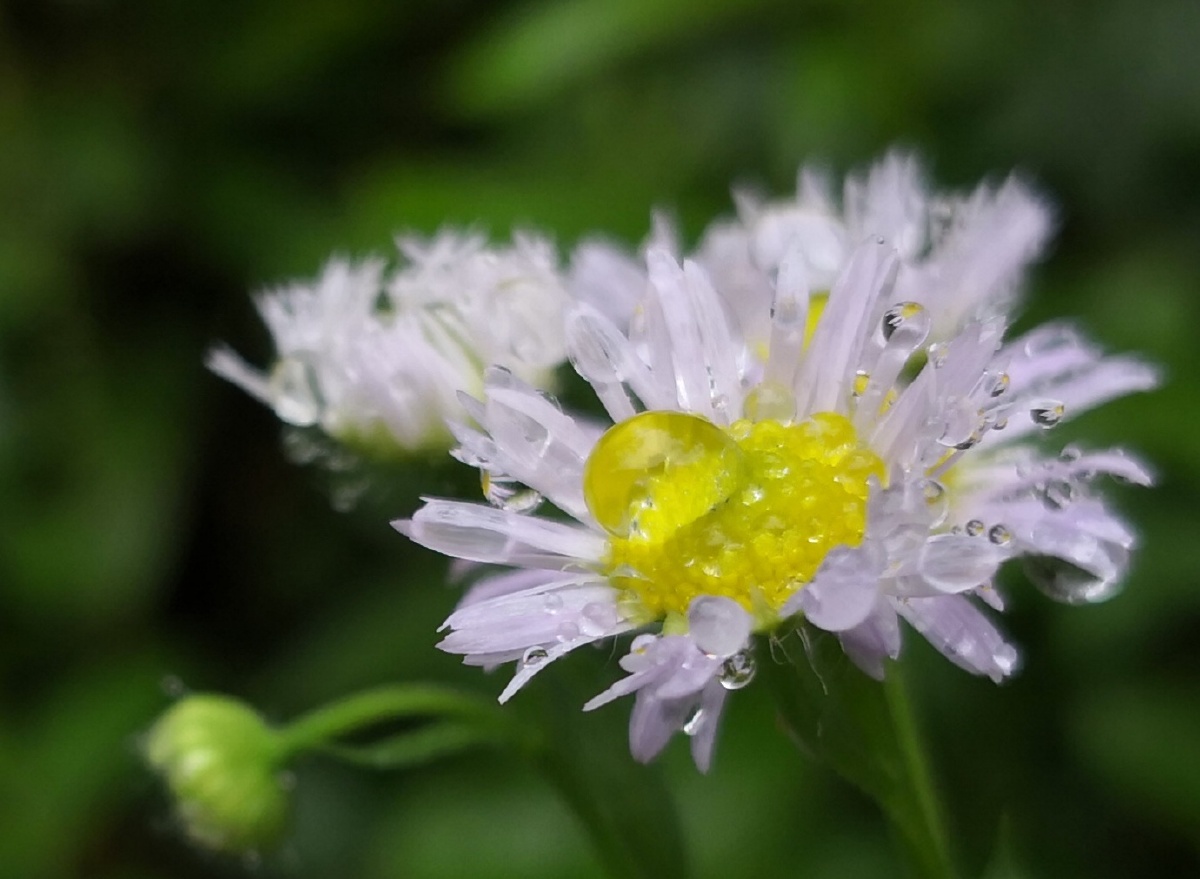 华为p30pro微距镜头拍摄