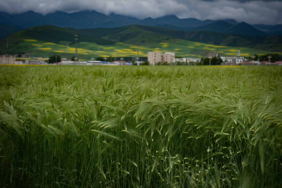 金黄的油菜花,绿色的青稞,相互称托 - 行于山水间 - 图虫