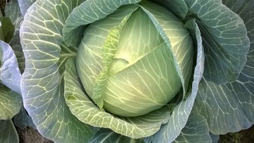 10809