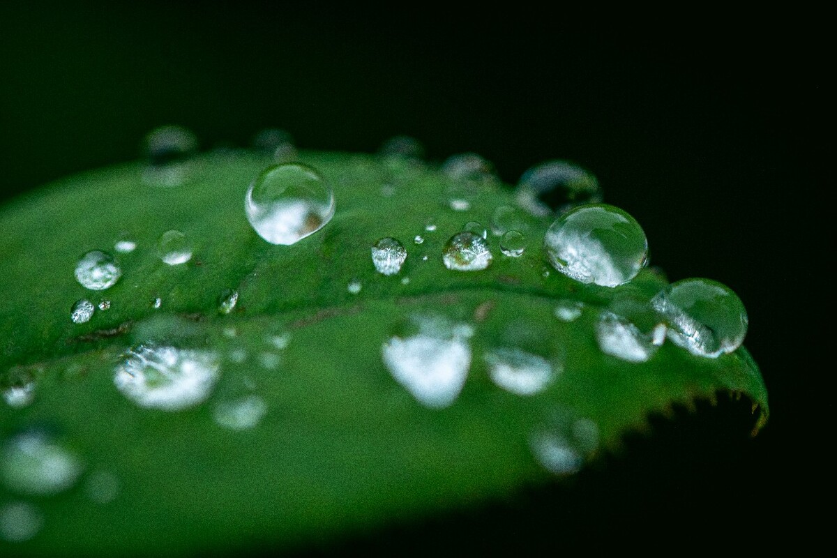 雨后水珠