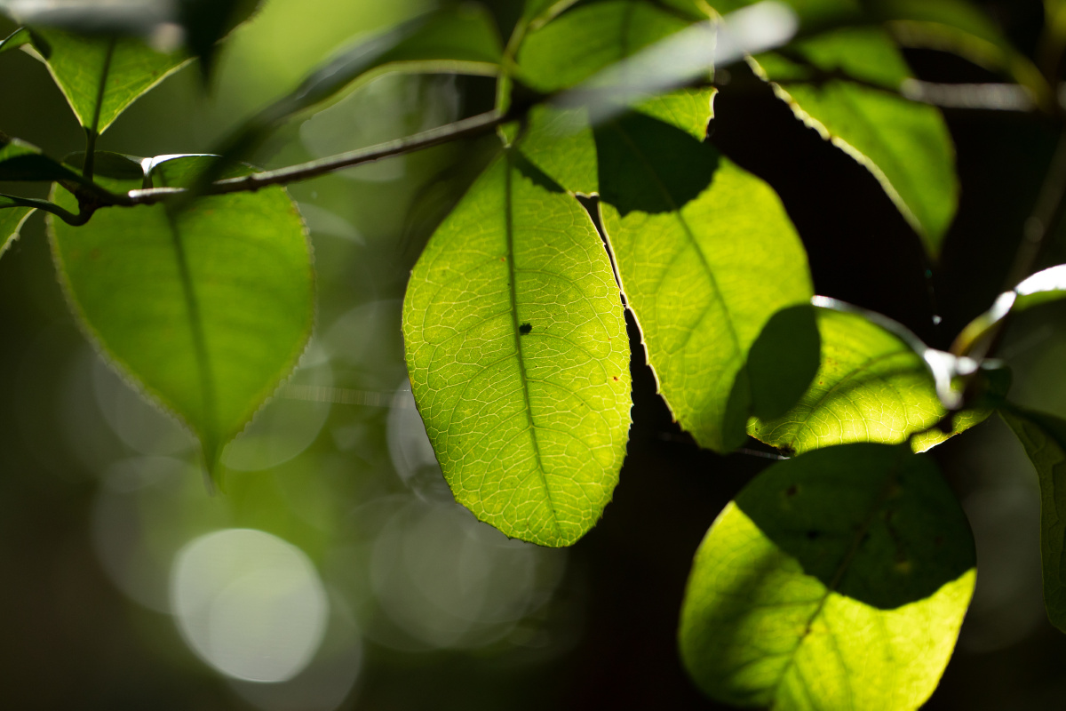 树叶与光影