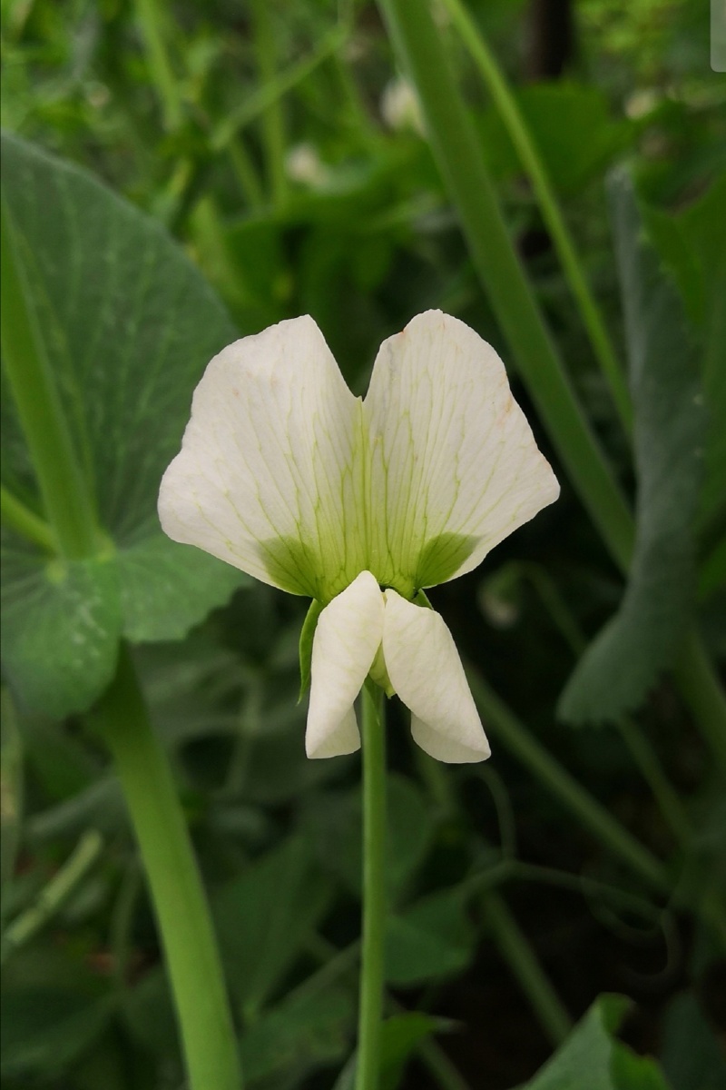 白花61绿叶