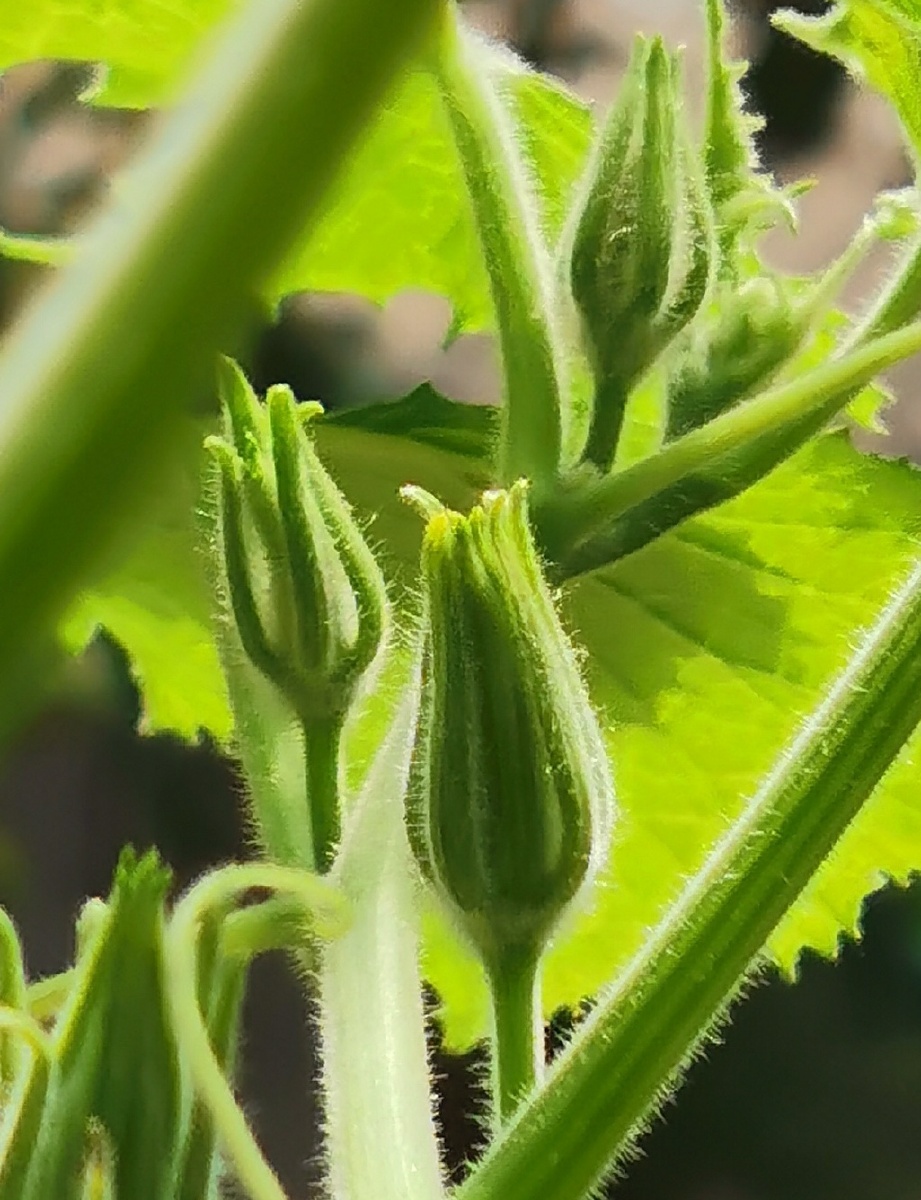 待放61南瓜花苞