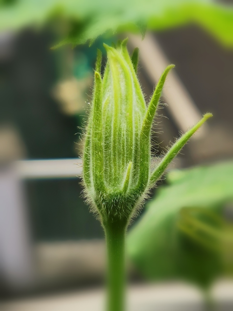 待放61南瓜花苞