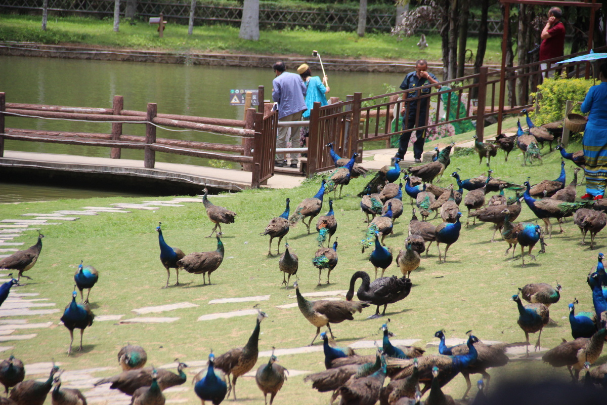 南宫鹦鹉园旅游攻略,国内首家鹦鹉园饲养超过700只鹦鹉