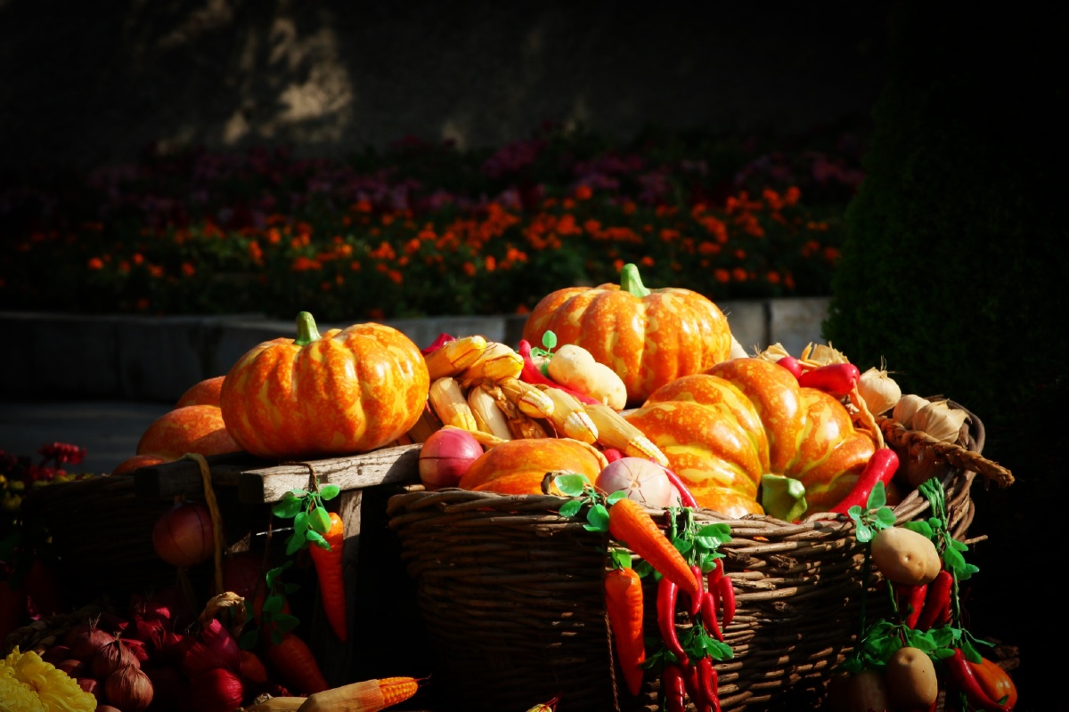 金秋十月收获季节一份耘一份收获摄于泗阳生态公园