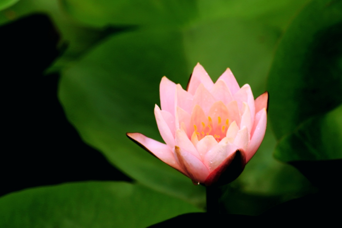 泗阳森林公园红莲花