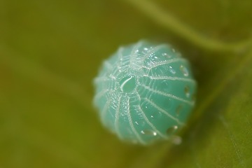 591