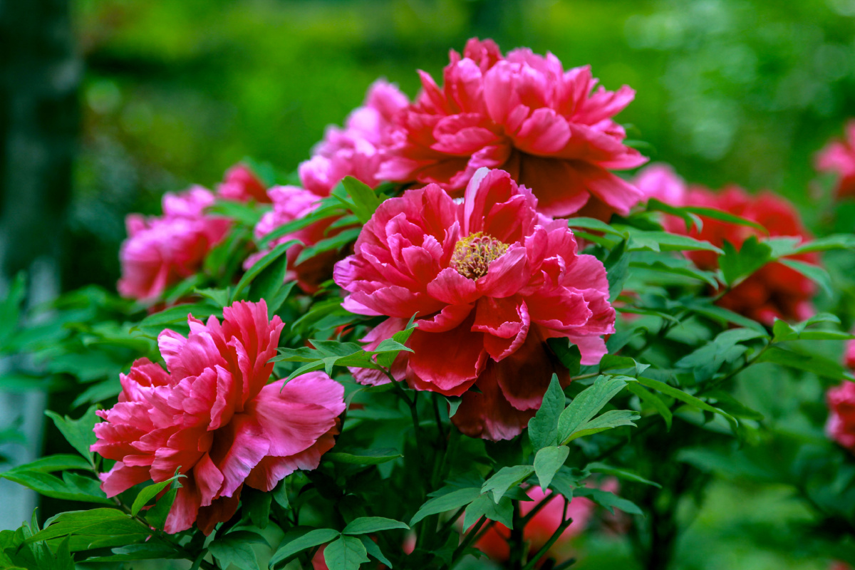 牡丹花丛摄于东坡公园牡丹园