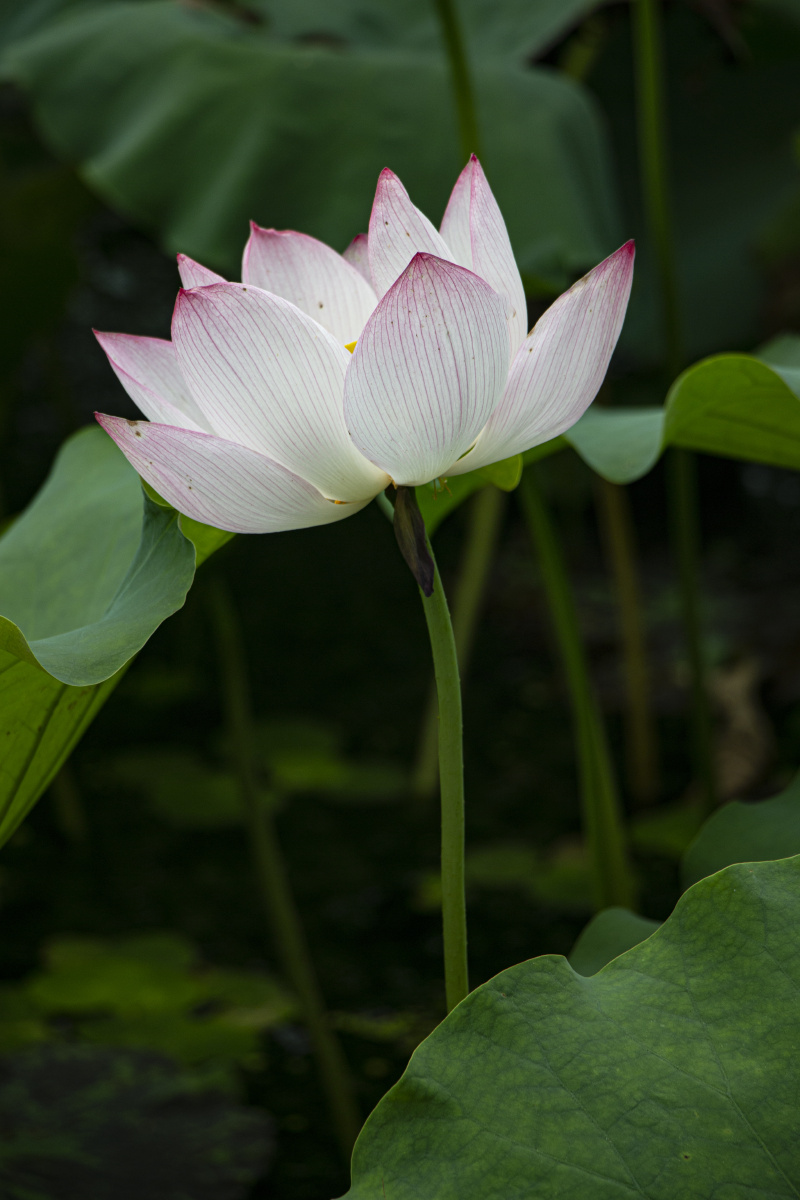 一朵大白莲摄于荷园