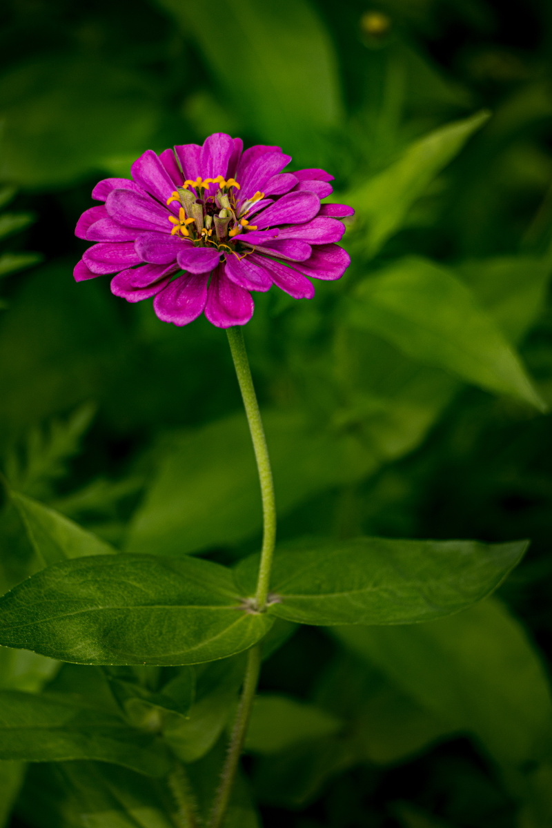 百日菊