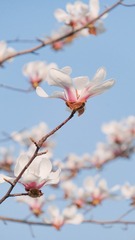 DSCF5793