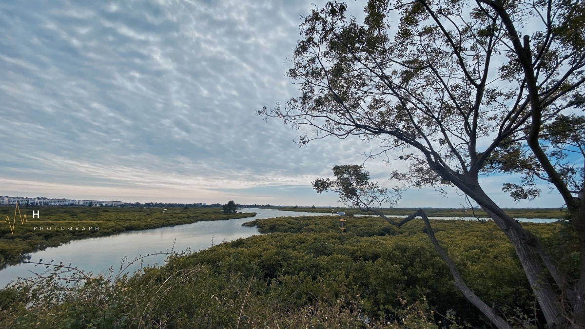 钦州红树林