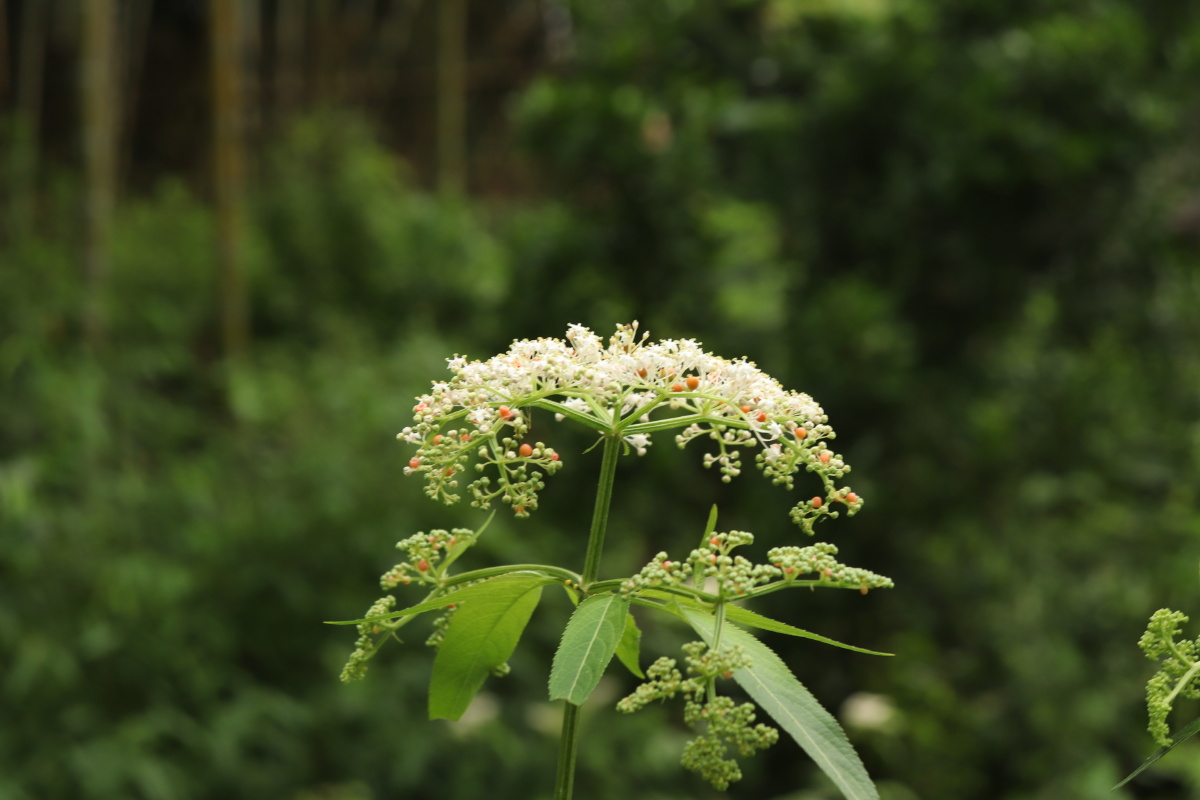 雨天路边野花菜花都别样的美