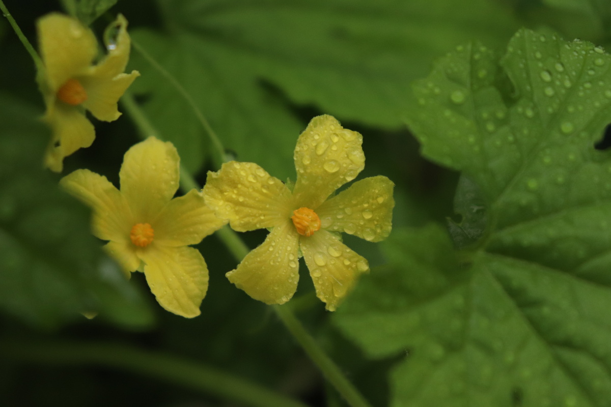雨天路边野花菜花都别样的美