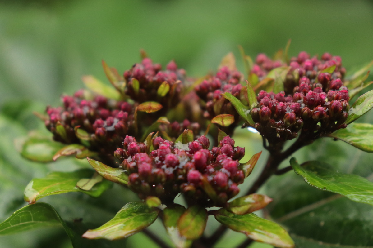 雨天路边野花菜花都别样的美