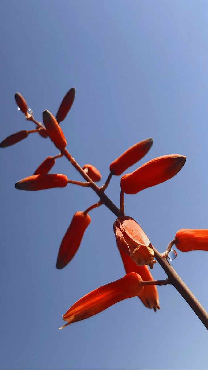多肉;龙鳞花 - 叶叶秋秋 - 图虫