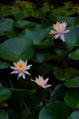 98983FA2-B61C-4F6D-8425-B1FB46349882/L0/001