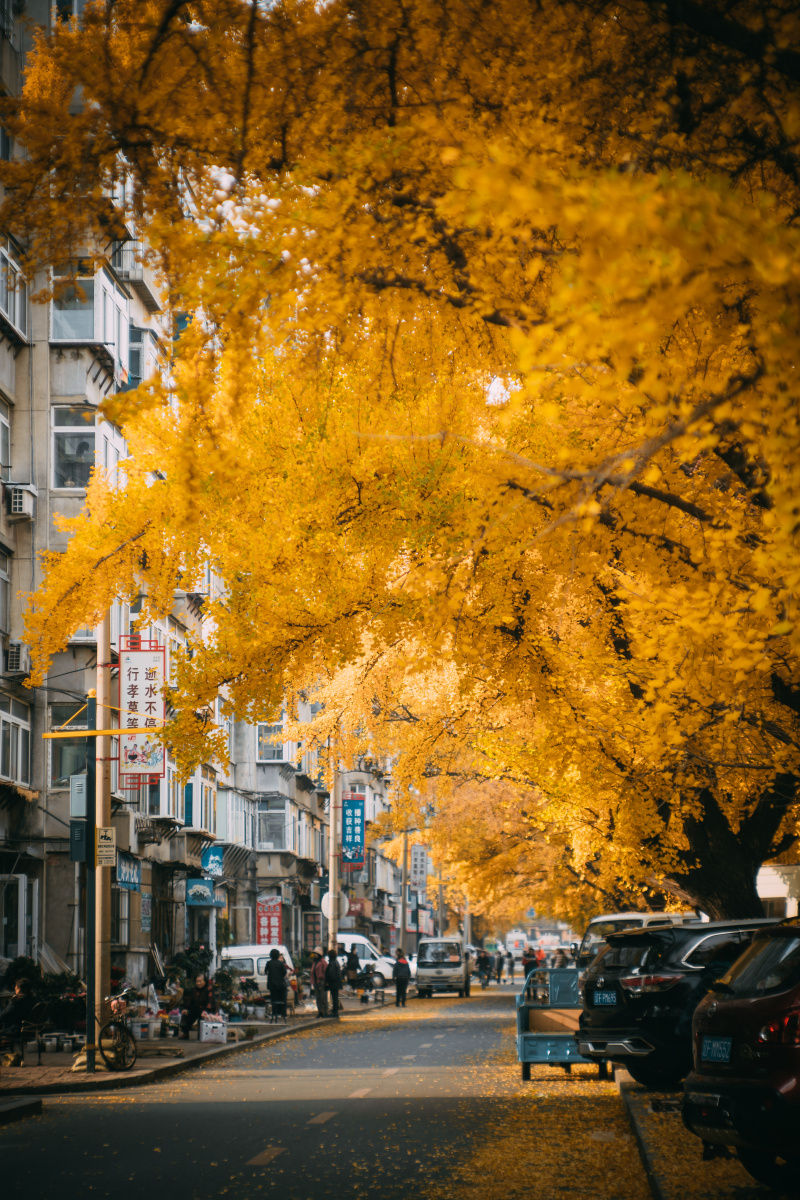 百年银杏街道丹东