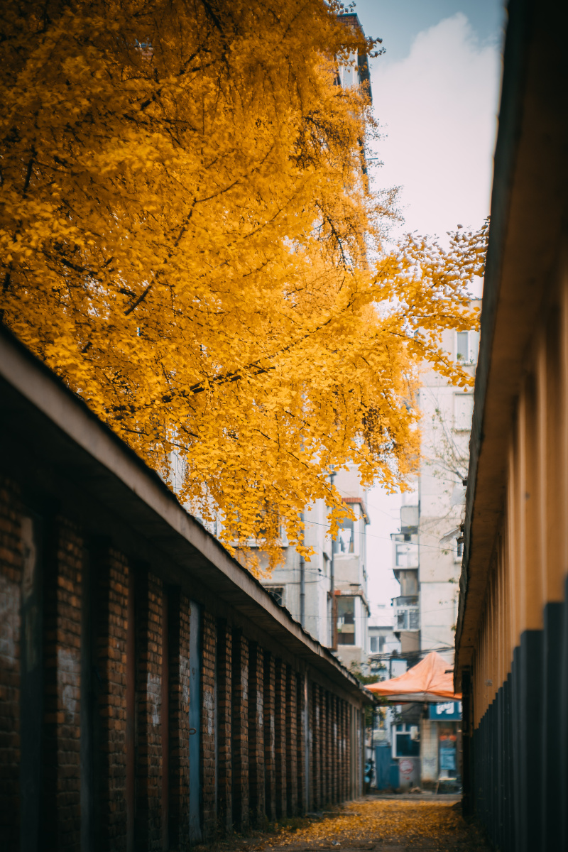 百年银杏街道丹东