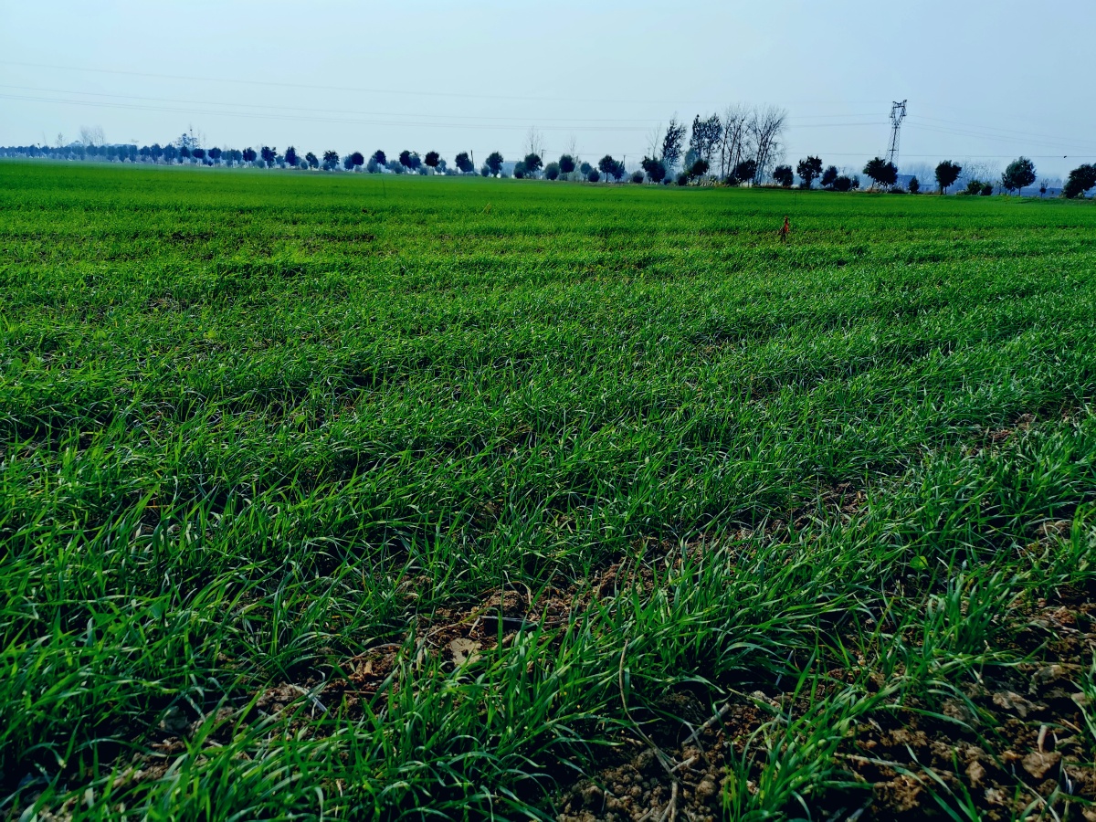 绿油油的麦田