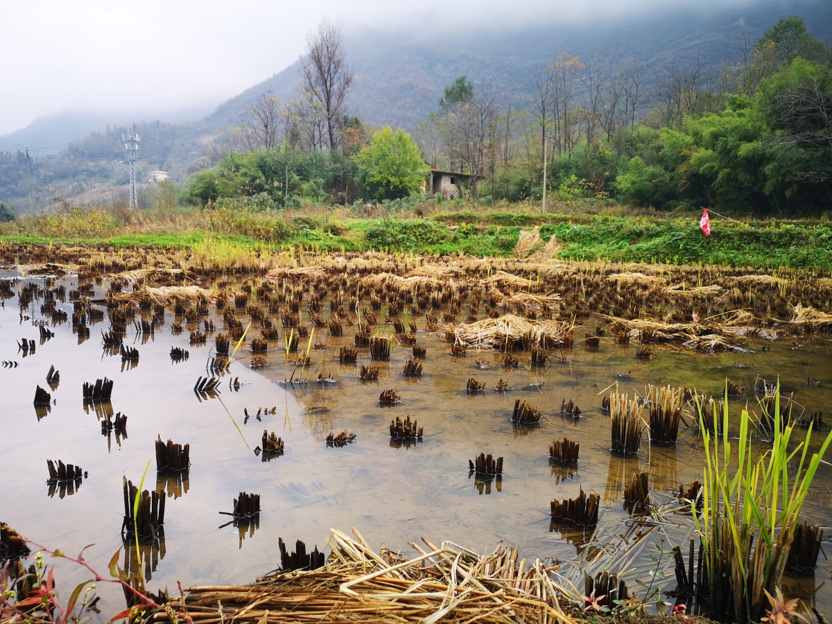 冬天的稻田
