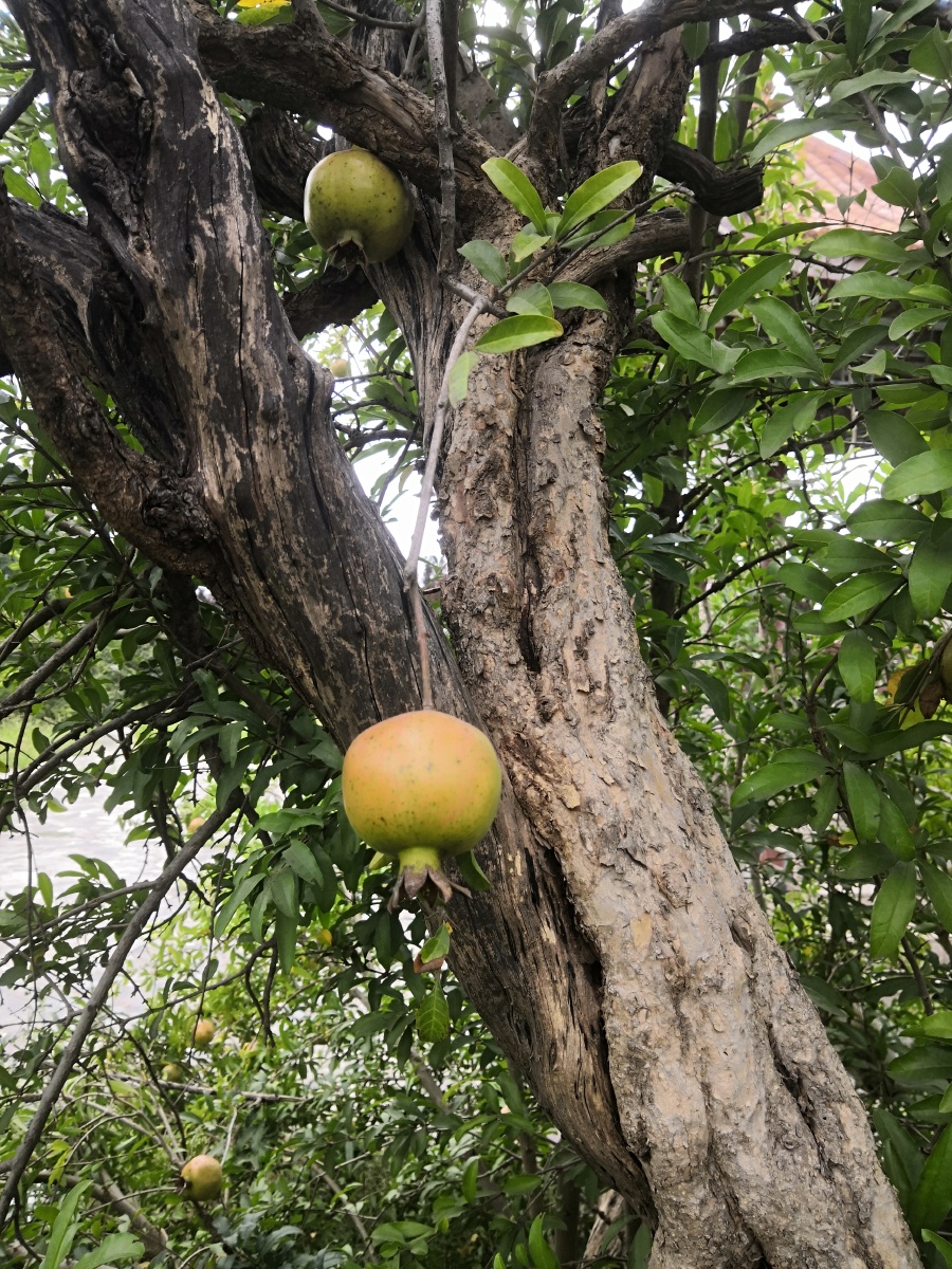 老树干也能结出石榴来