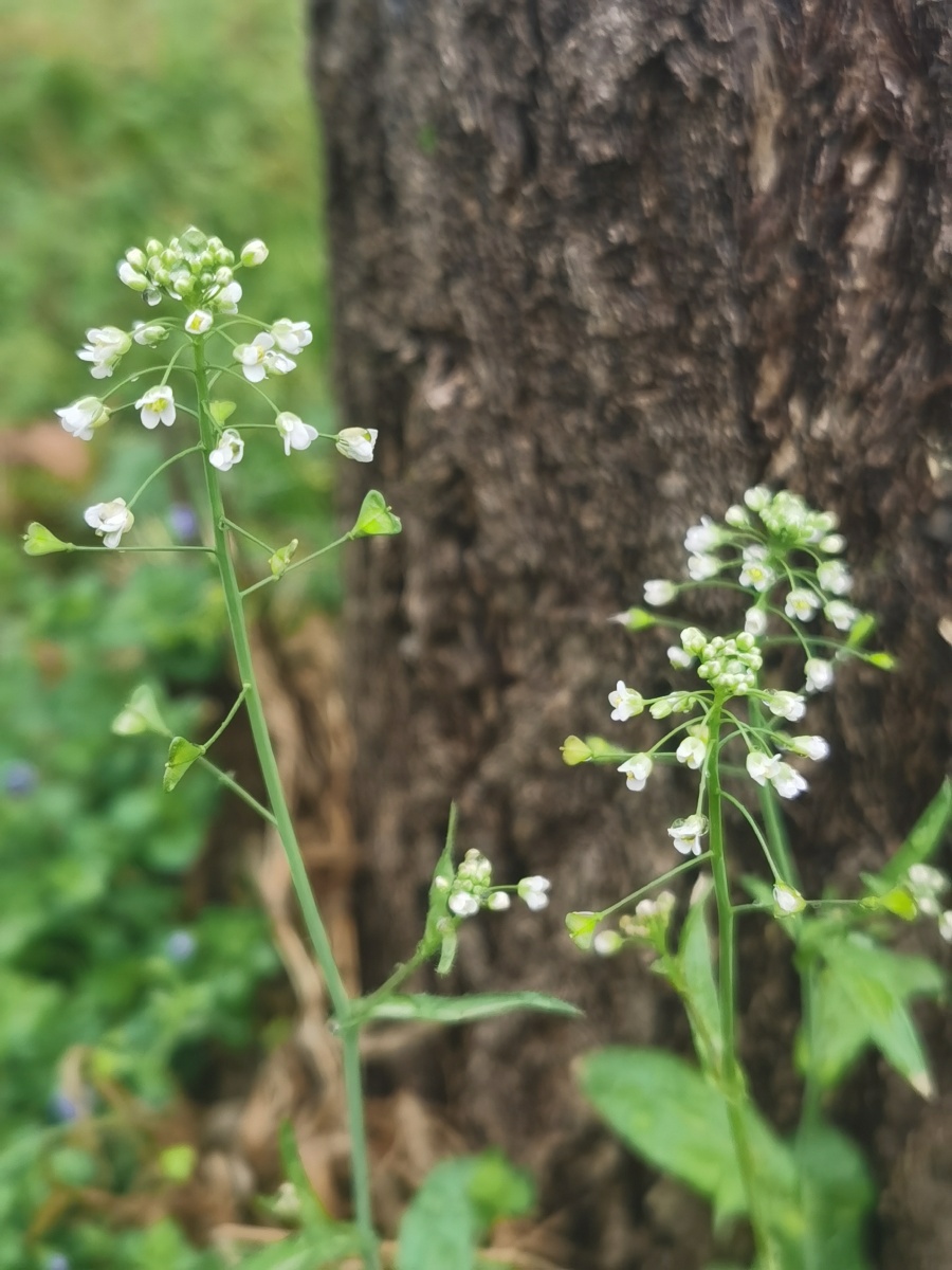 荠花榆荚深村里亦道春风为我来
