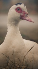 51677