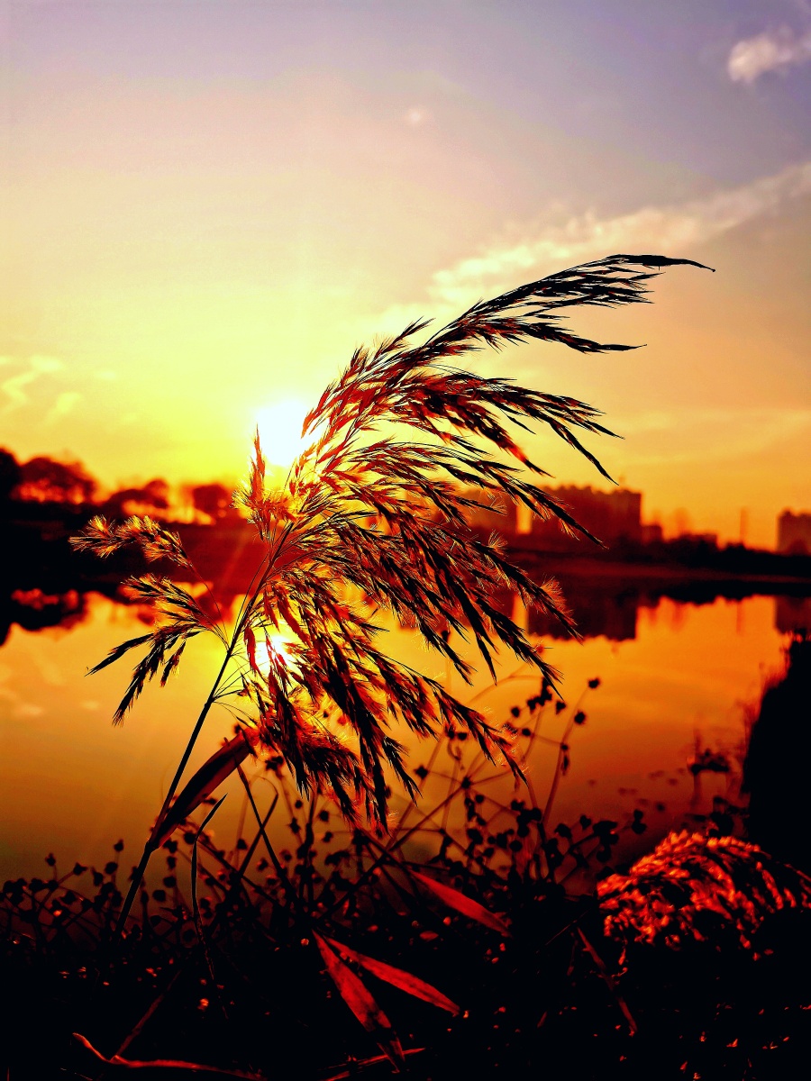 饮马河畔阳光暖冬日朝霞芙蓉艳摄于河南许昌芙蓉湖