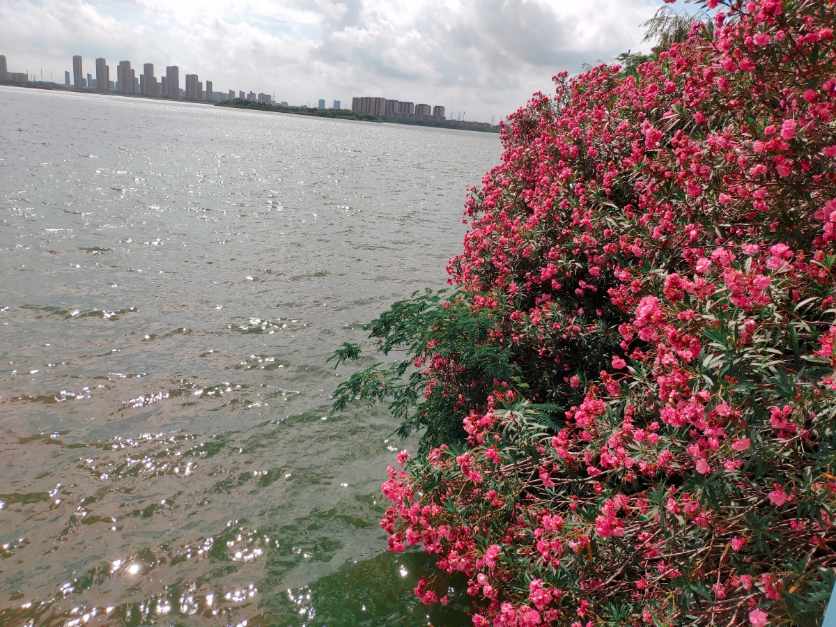 湖边花开