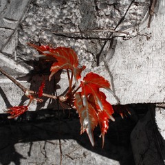 1120114
