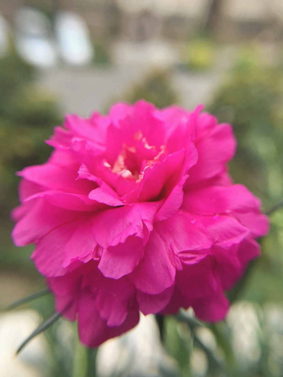 针叶牡丹 夏天开花的主力 - 上海你喵哥 - 图虫