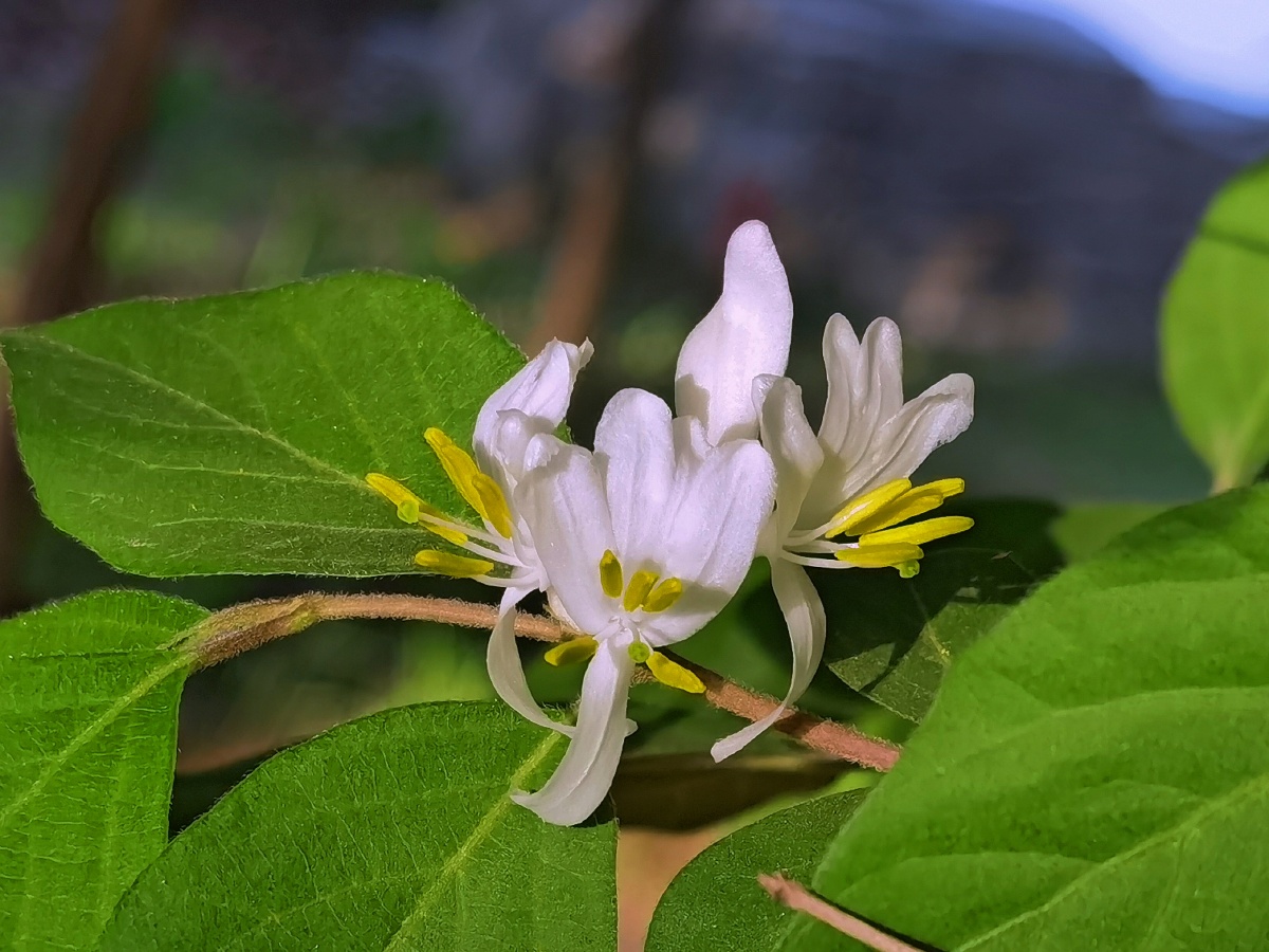 金银花#花苞#花瓣#花蕊#植物 - 姚宜新 - 图虫