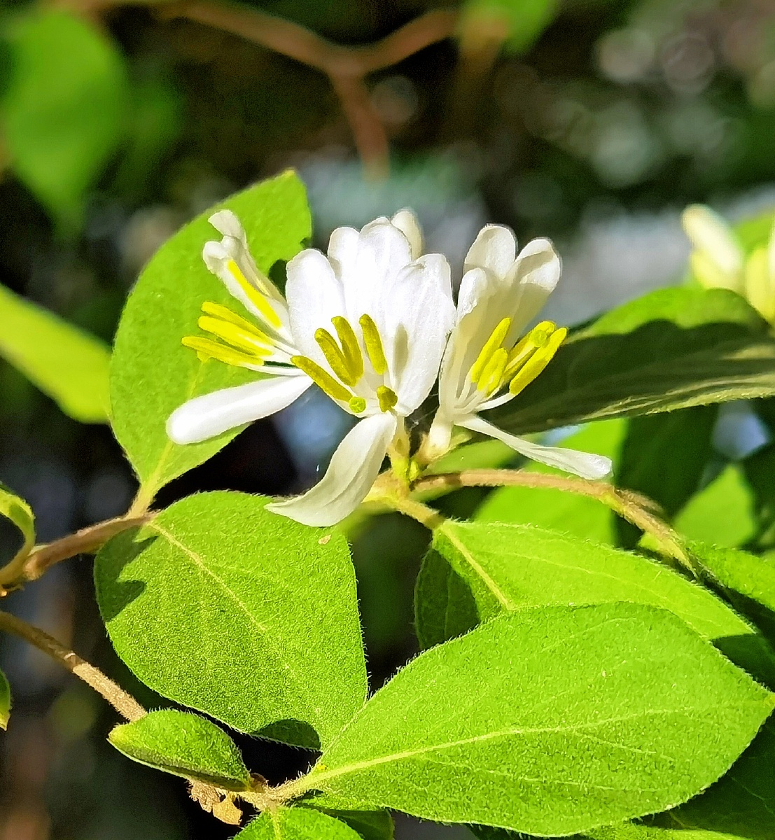 金银花#花苞#花瓣#花蕊#植物 - 姚宜新 - 图虫
