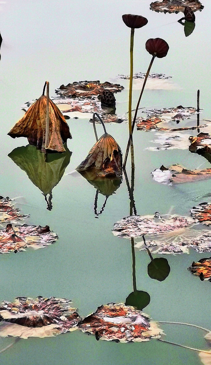 相依#枯荷#枯莲蓬#纪实 - 姚宜新 - 图虫