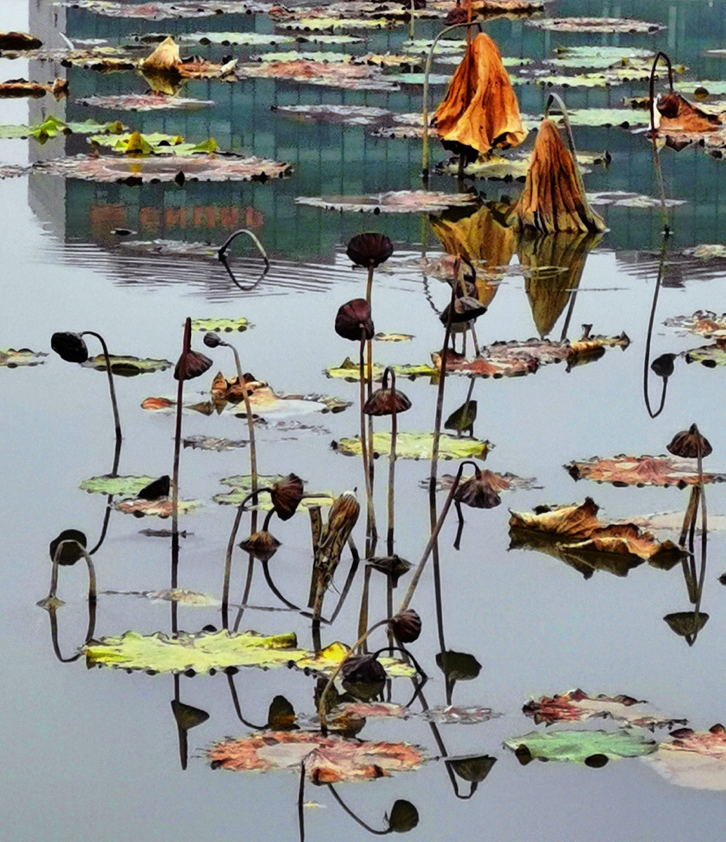 荷叶枯时秋恨成#枯荷叶#枯莲蓬#植物#纪实 - 姚宜新