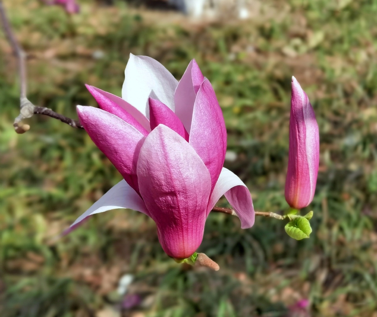 红玉兰#花苞#花瓣#花卉#植物 - 姚宜新 - 图虫