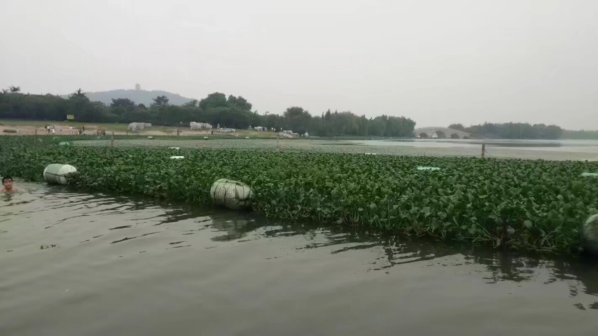 中国泥鳅养殖公司,中国第一条泥鳅在四川内江养殖成功