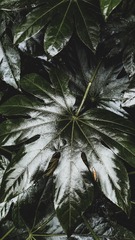 1000084165