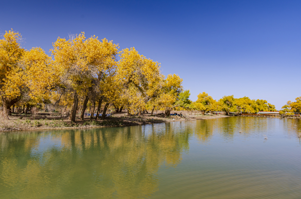 胡杨林 7 - 独立寒秋323 - 图虫