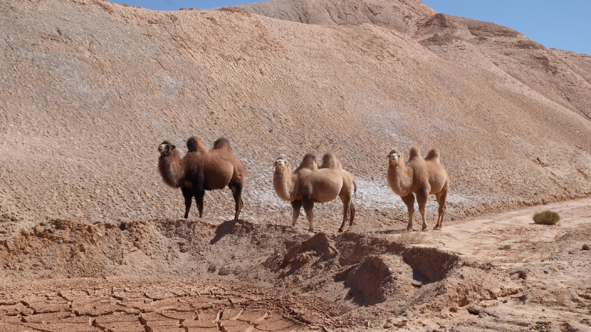 无人区的野骆驼.