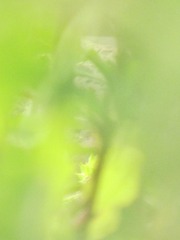 2470386