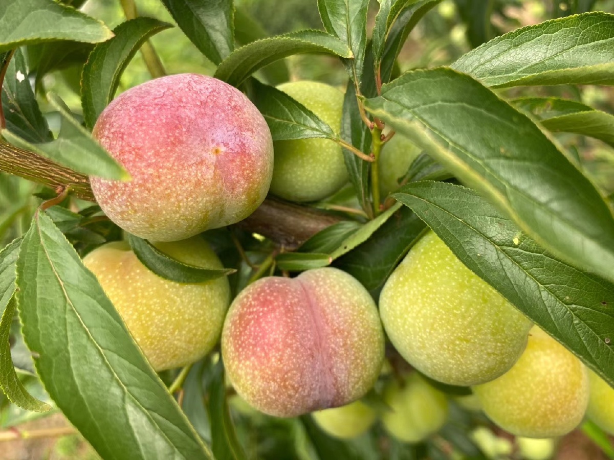 茵红李成熟了今年大丰收