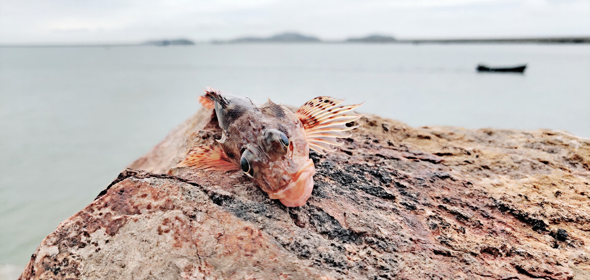澳州淡水龙虾养殖效益