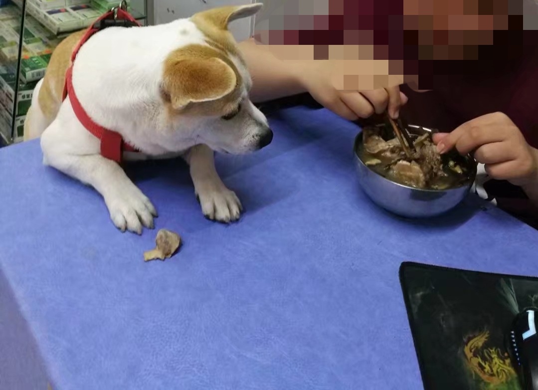 宠物狗乱吃东西怎么办