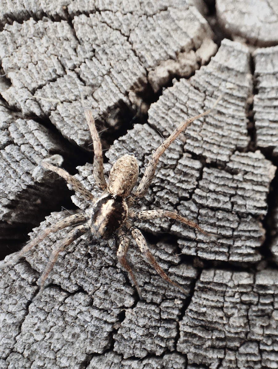 这是叫长腿蛛吗